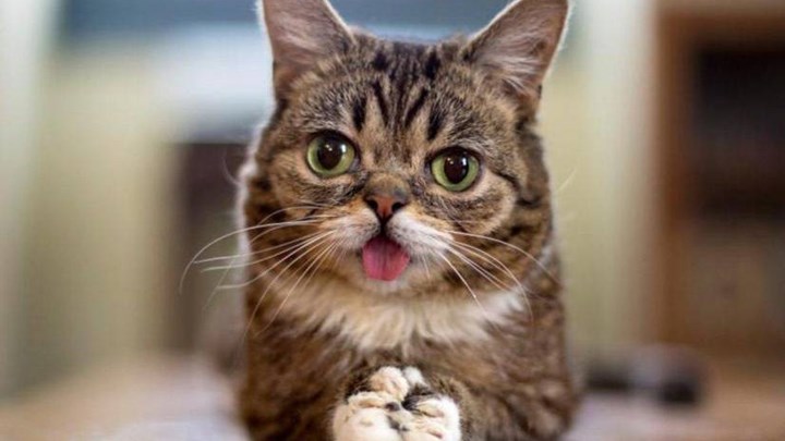 Πέθανε η διάσημη γάτα Lil Bub με τους εκατομμύρια θαυμαστές – ΦΩΤΟ – ΒΙΝΤΕΟ