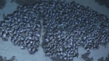 Κεφαλονιά: Ρωμαϊκό ναυάγιο εντοπίστηκε στον βυθό του Φισκάρδου – ΦΩΤΟ – ΒΙΝΤΕΟ