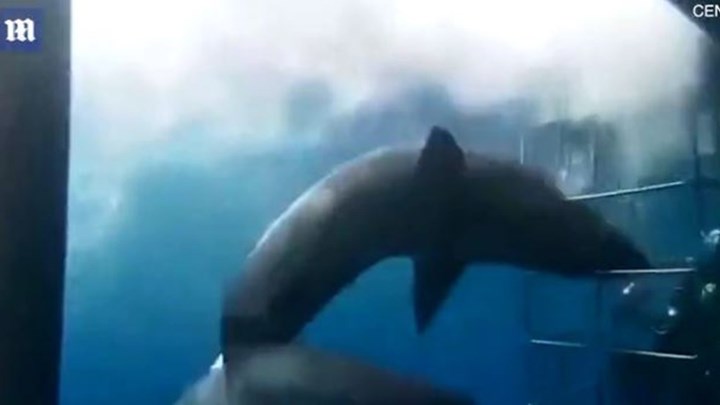 Μαρτυρικός θάνατος για λευκό καρχαρία – ΦΩΤΟ – ΒΙΝΤΕΟ