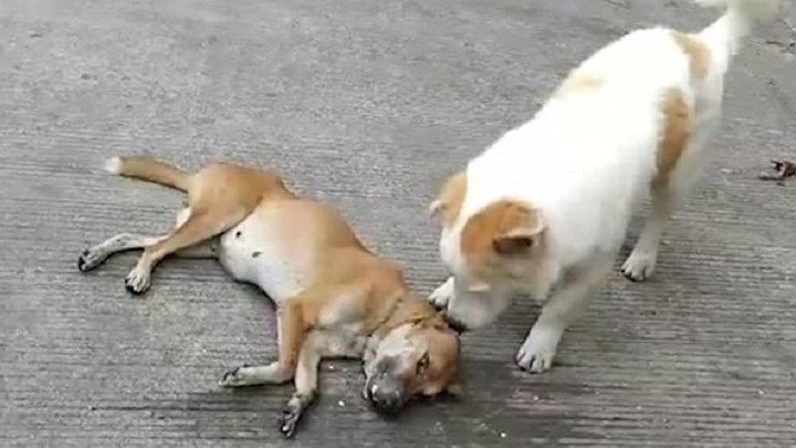 Ραγίζουν καρδιές: Σκύλος προσπαθεί να “ξυπνήσει” τον νεκρό φίλο του – ΒΙΝΤΕΟ