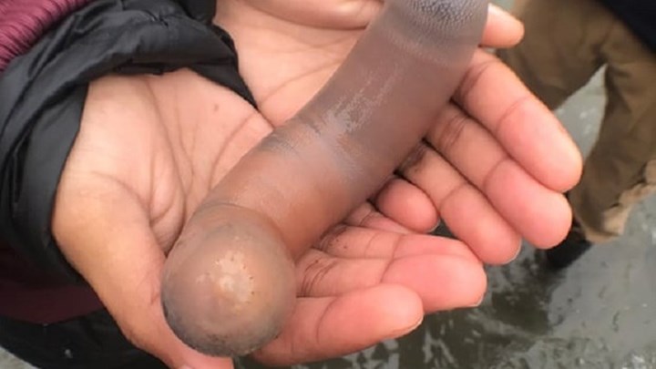 Παραλία γέμισε με… “ψάρια-φαλλούς” – ΦΩΤΟ – BINTEO