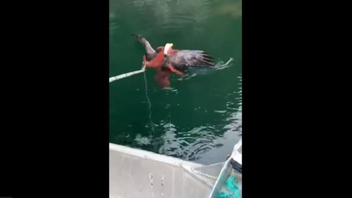 Χταπόδι κατά αετού: Η απόλυτη μάχη – ΒΙΝΤΕΟ