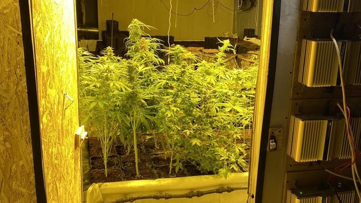 Αιγάλεω: Βρήκαν εργαστήριο με δενδρύλλια κάνναβης… μέσα σε ντουλάπα  – ΦΩΤΟ -ΒΙΝΤΕΟ