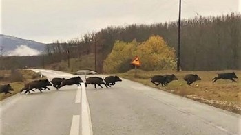 Βέροια: Σοκ από αγριογούρουνα που έκαναν «ντου» στην Κουμαριά – ΦΩΤΟ