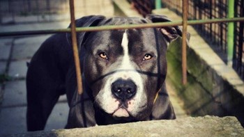 Ηράκλειο: Επιχείρηση της ΕΜΑΚ για απομάκρυνση…πιτ μπουλ