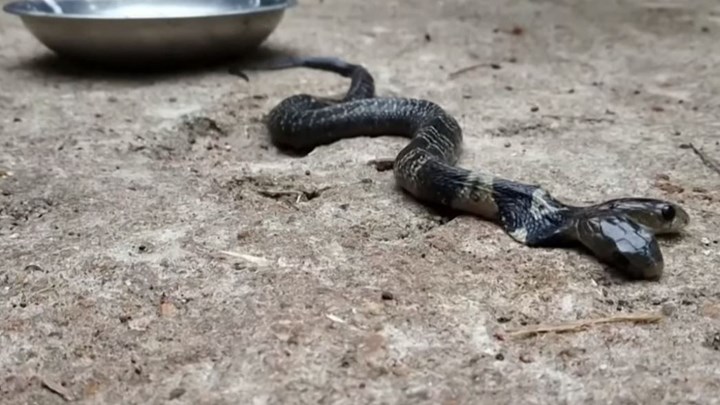 Σπάνιο φίδι με δύο κεφάλια εντοπίστηκε σε ινδική επαρχία – ΒΙΝΤΕΟ