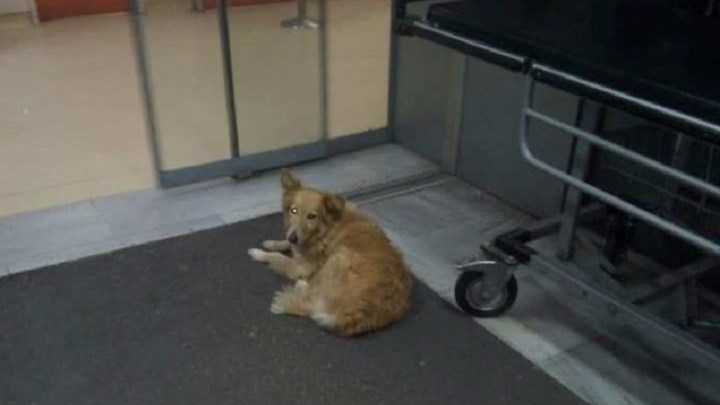 Συγκλονίζει ο “Χάτσικο” του Βόλου – 5 χρόνια περιμένει έξω από το Νοσοκομείο το νεκρό αφεντικό του