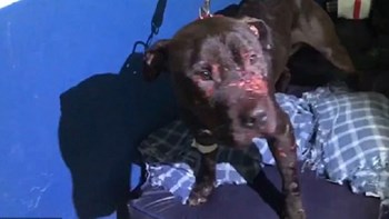 Φρίκη στη Βραζιλία: Έβαζαν σκύλους να μάχονται μέχρι θανάτου – ΦΩΤΟ – ΒΙΝΤΕΟ