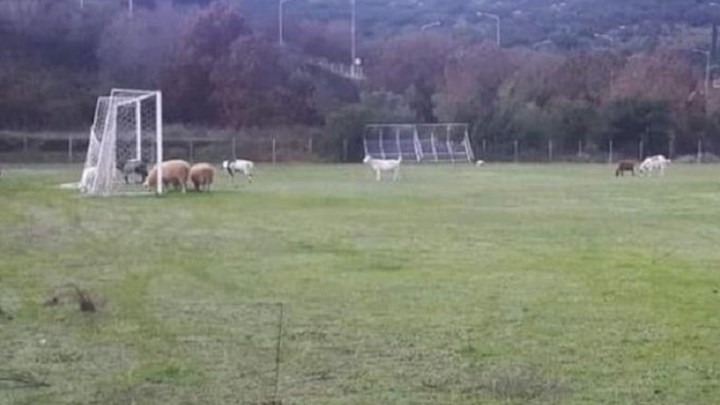 Ηγουμενίτσα: Πρόβατα έφαγαν χλοοτάπητα γηπέδου αξίας 150.000 ευρώ – ΦΩΤΟ