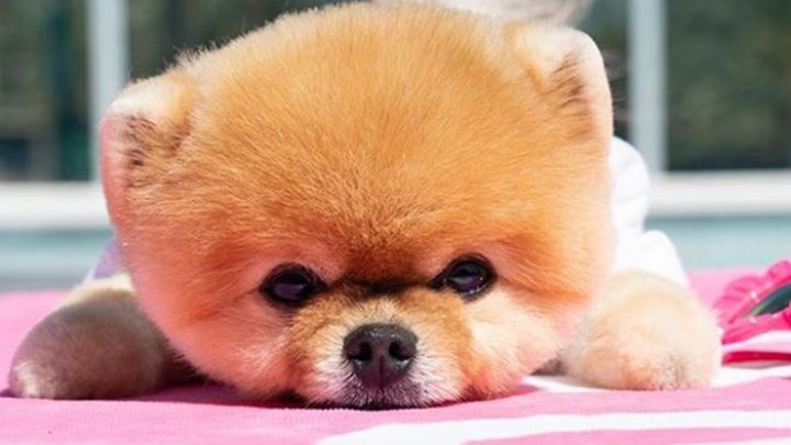 Τα κατοικίδια κατακτούν το Instagram: Πόσα χρήματα κερδίζουν για κάθε ανάρτηση – ΦΩΤΟ