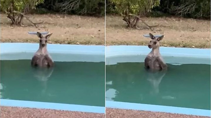Πυρκαγιές στην Αυστραλία: Καγκουρό βούτηξε στην πισίνα για να δροσιστεί από τον καύσωνα – ΒΙΝΤΕΟ