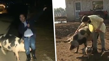 VIRAL: Η διάσημη γουρούνα… “ξαναχτύπησε” – ΒΙΝΤΕΟ