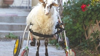 Κρήτη: “Έσβησε” η Γιαννούλα – Η ιστορία του ανάπηρου αρνιού που συγκίνησε – ΦΩΤΟ – ΒΙΝΤΕΟ