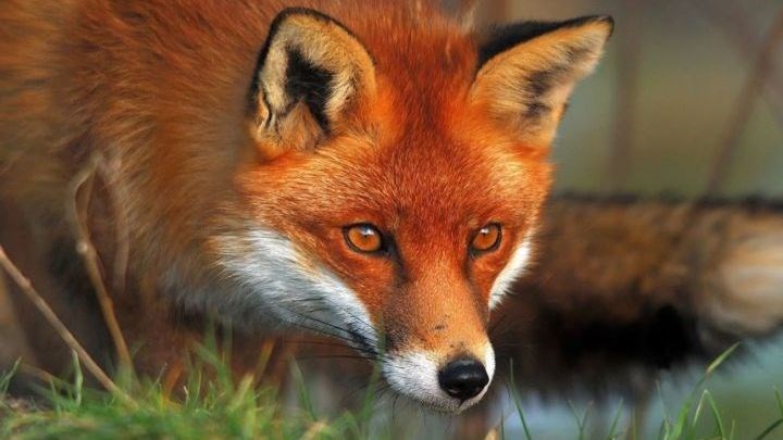 Συναγερμός στο Πήλιο: Αλεπού δάγκωσε 5χρονο κοριτσάκι