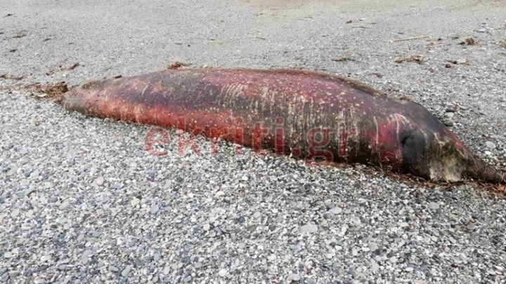 Κρήτη: Θαλάσσιο κήτος ξεβράστηκε σε παραλία – ΦΩΤΟ