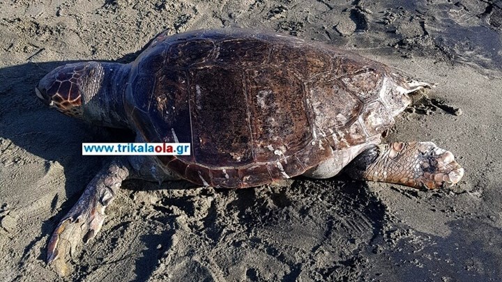 Λάρισα: Καρέτα – καρέτα ξεβράστηκε στα Μεσάγγαλα- ΦΩΤΟ – ΒΙΝΤΕΟ