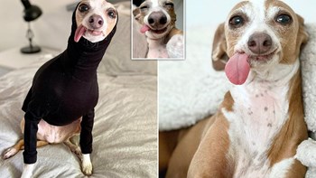 Viral: Η παιχνιδιάρα σκυλίτσα που έχει τρελάνει το Instagram – ΦΩΤΟ – ΒΙΝΤΕΟ