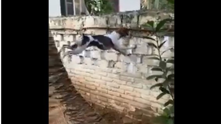 Viral: Ο πιο… κουτσομπόλης σκύλος – ΒΙΝΤΕΟ