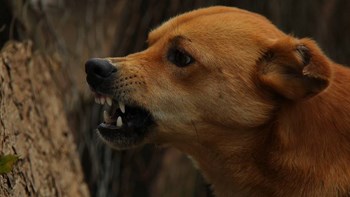 Σοκ στη Χαλκιδική: Τέσσερα αδέσποτα σκυλιά επιτέθηκαν σε 11χρονο