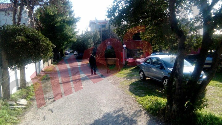 Θρακομακεδόνες: Όταν τα ελάφια της Πάρνηθας κατεβαίνουν στην πόλη – ΦΩΤΟ αναγνώστη