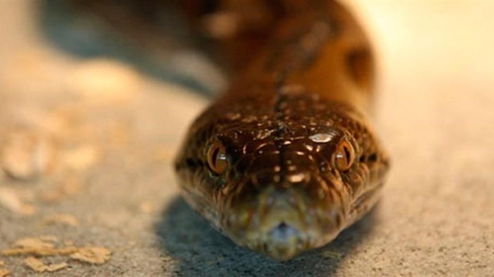 Εφιάλτης για γυναίκα στην Ταϊλάνδη: Φίδι της επιτέθηκε ενώ βρισκόταν στην τουαλέτα