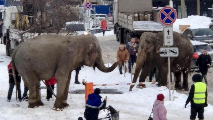 Ελέφαντες το έσκασαν από το τσίρκο για να παίξουν με το χιόνι – ΒΙΝΤΕΟ