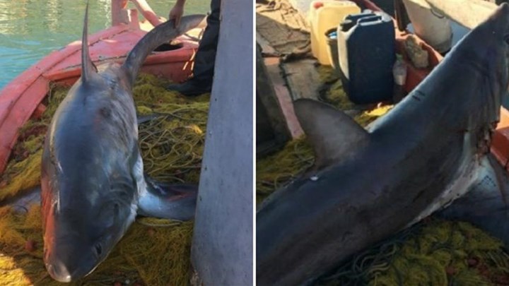 Βόλος: Ψαράς έπιασε καρχαρία τεσσάρων μέτρων και 100 κιλών – ΦΩΤΟ