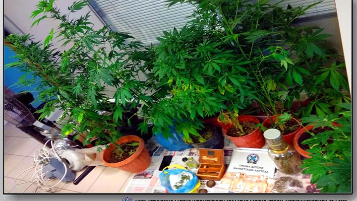 Λάρισα: Είχαν μετατρέψει το σπίτι τους σε εργαστήριο παραγωγής κάνναβης – ΦΩΤΟ