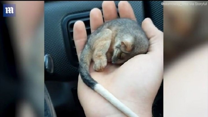 Αυστραλία: Αγρότης επαναφέρει μωρό οπόσουμ που έχει παγώσει – ΒΙΝΤΕΟ