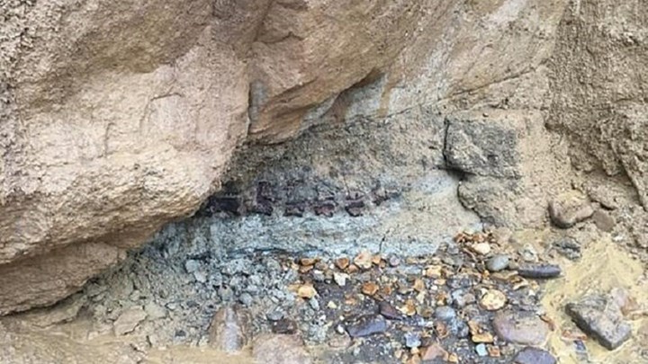 Ανακαλύφθηκε ουρά δεινοσαύρου – Ανήκε σε ιγκουανόδοντα που έζησε πριν από 125 εκατ. χρόνια – ΦΩΤΟ – ΒΙΝΤΕΟ