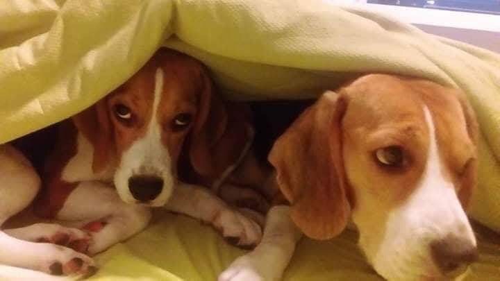 Πώς θα καταλάβεις ότι ο σκύλος σου έφαγε φόλα