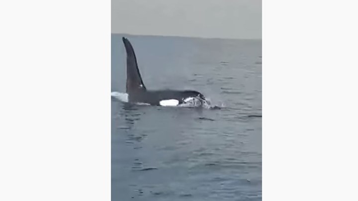 Εντυπωσιακές εικόνες από φάλαινα όρκα ανοικτά της Κύπρου – ΒΙΝΤΕΟ