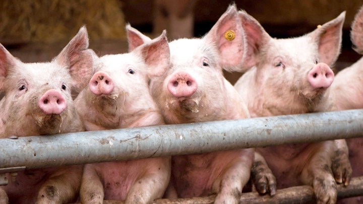 Συναγερμός στις Σέρρες: Επιβεβαιώθηκε κρούσμα αφρικανικής πανώλης των χοίρων