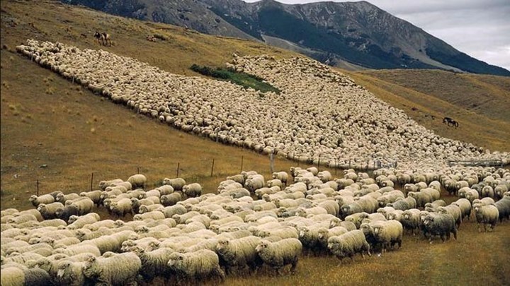 Κρήτη: Έβαλε GPS σε πρόβατο για να πιάσει τους ζωοκλέφτες – ΒΙΝΤΕΟ
