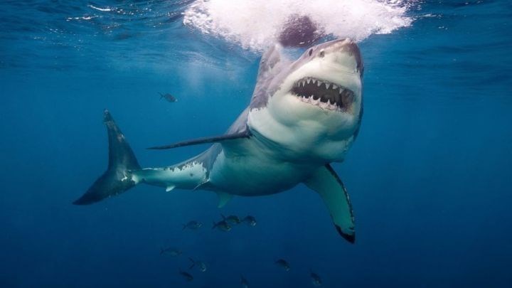 Σέρφερ έπαθε σοκ όταν χρησιμοποίησε το drone και είδε ότι ήταν περικυκλωμένος από καρχαρίες – ΒΙΝΤΕΟ