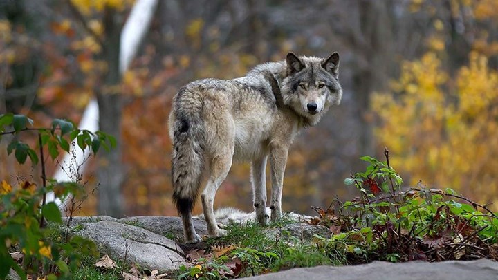 Θεσσαλονίκη: Λύκος καρφώθηκε σε κάγκελα σπιτιού – Τον διέσωσε ο Αρκτούρος