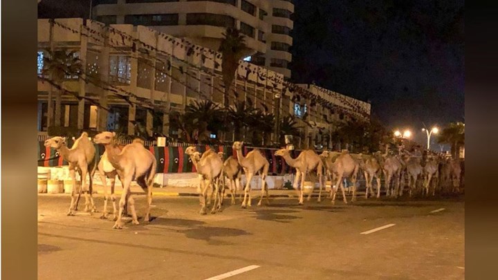 Λιβύη: Φεύγουν οι καμήλες από την Τρίπολη – BINTEO
