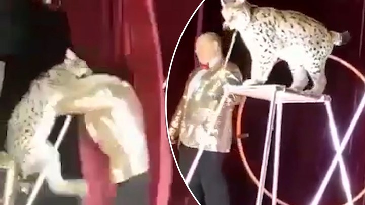 Τρόμος σε τσίρκο: Λύγκας επιτέθηκε στον εκπαιδευτή του – ΒΙΝΤΕΟ