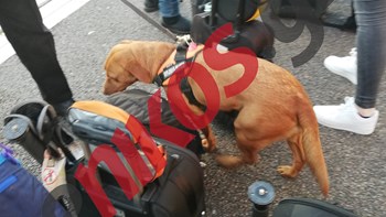 Άρσεναλ – Ολυμπιακός: Έλεγχοι με εκπαιδευμένα σκυλιά στο Emirates – ΦΩΤΟ