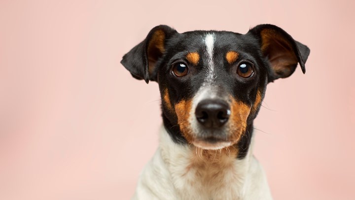 Κορονοϊός: Σκύλος θετικός σε τεστ για τον ιό – Είναι η πρώτη πιθανή μετάδοση σε κατοικίδιο