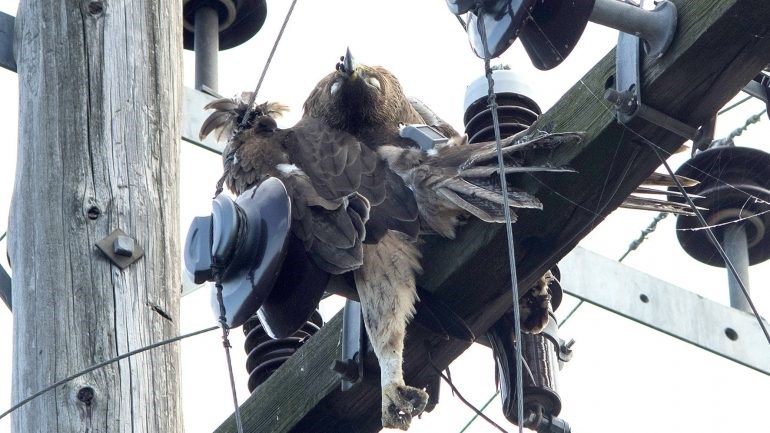 Σοκαριστικό βίντεο με πλήθος πτηνών να προκαλούν έκρηξη σε καλώδια ρεύματος – ΒΙΝΤΕΟ