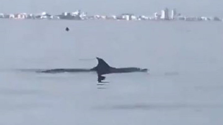 Ιταλία: Δεν εμφανίστηκαν δελφίνια στη Βενετία – Πώς έγινε viral