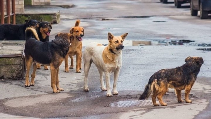 Θεσσαλονίκη: Πέθανε ο 65χρονος που είχε δεχθεί επίθεση από αγέλη αδέσποτων σκύλων