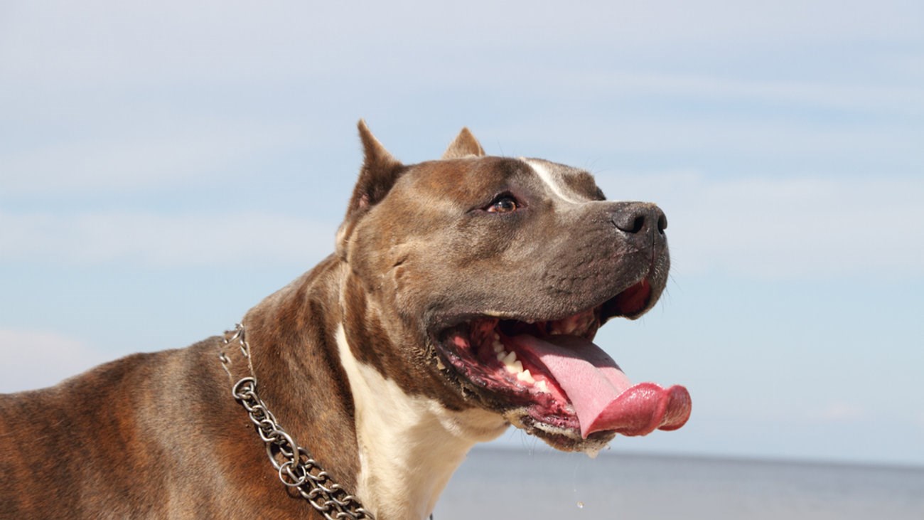 Φάρσαλα: Ελευθέρωσαν τα σκυλιά τους για να «κατασπαράξουν» τεχνικούς της ΔΕΗ