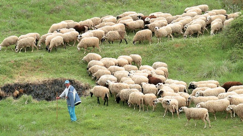 Κορονοϊός – ΣΕΚ: Ζητεί να ενταχθεί ο κτηνοτροφικός κλάδος στους ΚΑΔ