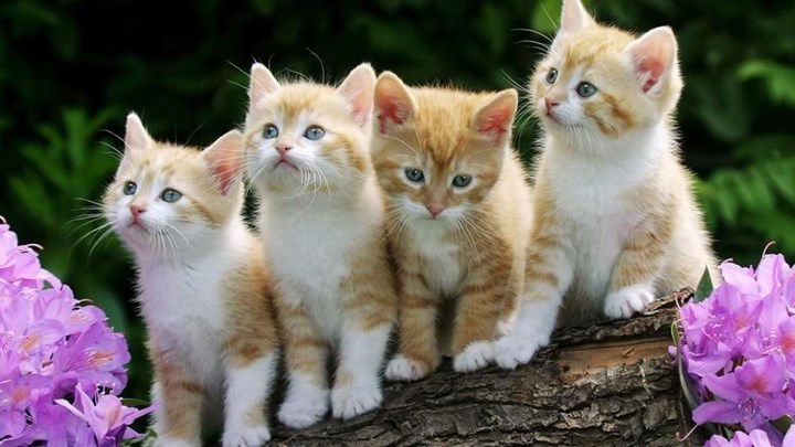 Κορονοϊός: Νέα έρευνα για τις γάτες και τους σκύλους – Μπορούν να κολλήσουν και να μεταδώσουν τον ιό;