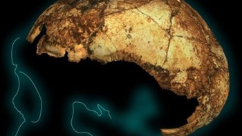 Ανακαλύφθηκε το αρχαιότερο κρανίο Homo erectus – Είναι τουλάχιστον δύο εκατομμυρίων ετών