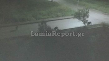 Λαμία: Κοπάδι από αγριογούρουνα έκανε βόλτες στα Καλύβια – ΦΩΤΟ