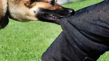 Θεσσαλονίκη: Στιγμές τρόμου για 20χρονο που δέχτηκε επίθεση σκύλου