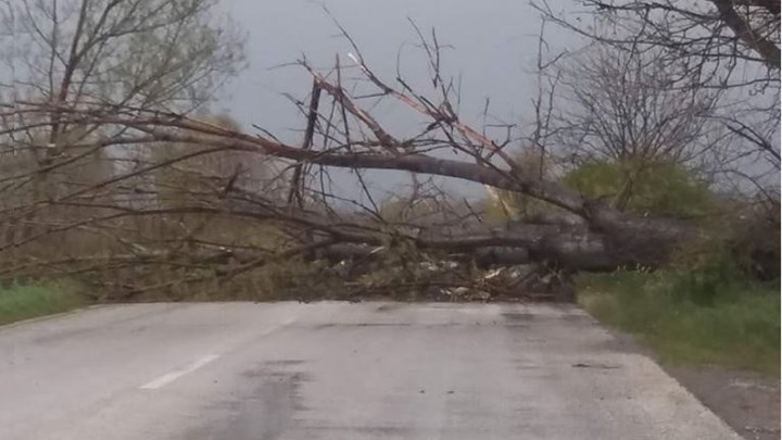 Κακοκαιρία: Πτώση δέντρων από τους ισχυρούς ανέμους – Κατέρρευσε τοίχος – ΦΩΤΟ